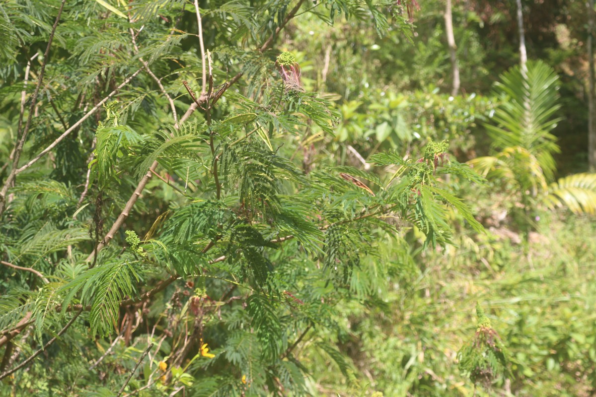 Calliandra houstoniana var. calothyrsus (Meisn.) Barneby